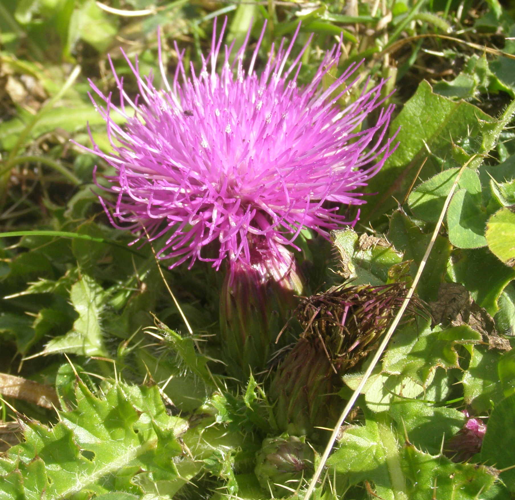 Cirsium acaulon (=acaule) / Cardo nano